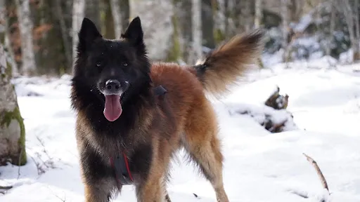 Comprends Ton Chien Roanne_ Educateur canin Roanne à Mably