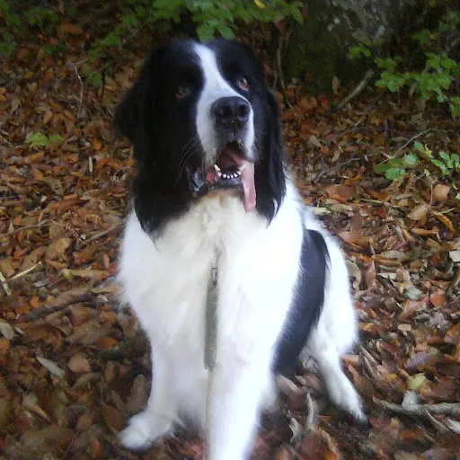 Julia Coach Canin à Mably