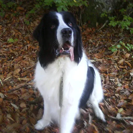 Julia Coach Canin à Mably