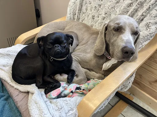 Mystic Dog center à Mably