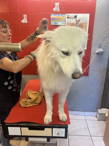 Toutou Propre à Mably